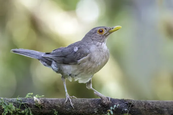 File:Ecuadorian thrush (Turdus maculirostris) Paz de las Aves.jpg