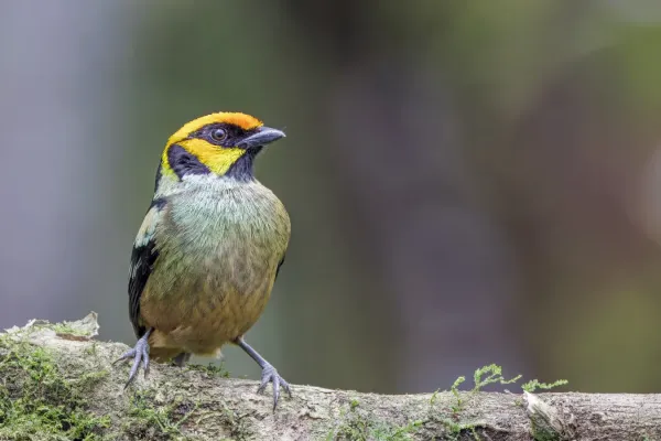 File:Flame-faced tanager (Tangara parzudakii lunigera) Paz de las Aves.jpg