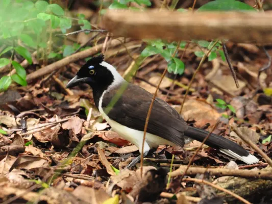 File:Cyanocorax cyanopogon -Natal, Rio Grande do Norte, Brazil-8.jpg