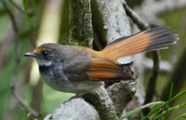 File:Rhipidura teysmanni - Mount Soputan (1), crop.jpg