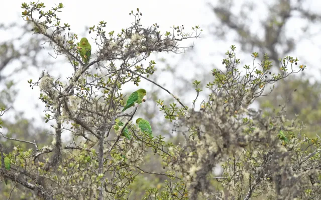 File:Bolborhynchus orbygnesius.jpg