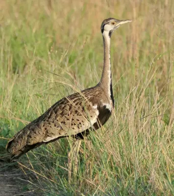 File:Black-bellied Bustard (Lissotis melanogaster) male.jpg