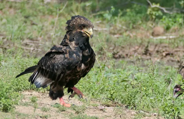 File:Bateleur (Terathopius ecaudatus), immature female and Hooded Vulture (Necrosyrtes monachus) hunting termites.jpg