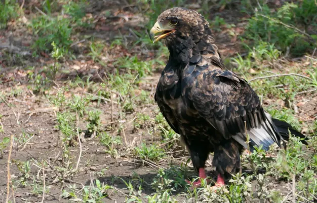 File:Bateleur (Terathopius ecaudatus), immature female.jpg