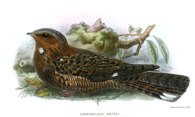 File:CaprimulgusBatesiKeulemans.jpg