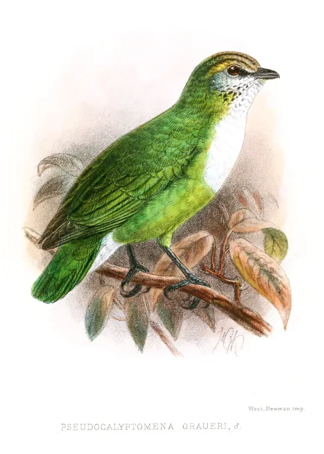 File:PseudocalyptomenaGraueriKeulemans.jpg