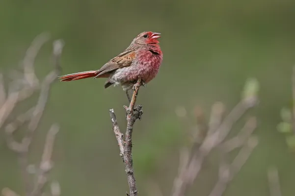 File:Urocynchramus pylzowi.jpg