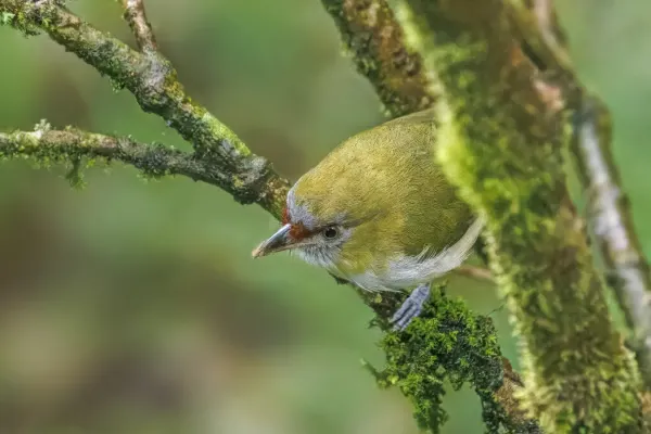 File:Black-billed peppershrike (Cyclarhis nigrirostris) San Isidro.jpg