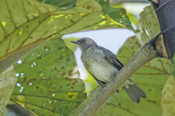 File:Black-billed thrush (Turdus ignobilis debilis) Sumaco.jpg