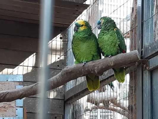 File:Blue fronted amazon(Amazona aestiva) cock and hen.jpg