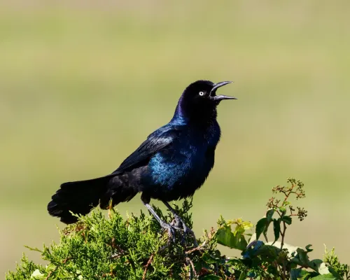File:Boat Tailed Grackle (Quiscalus major) Ocean City, New Jersey, USA.jpg