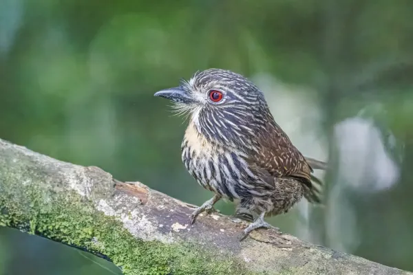 File:Black-streaked puffbird (Malacoptila fulvogularis fulvogularis) Sumaco.jpg