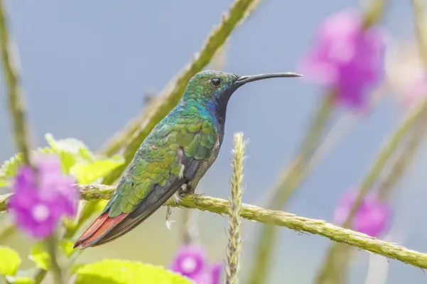 File:Black-throated mango (Anthracothorax nigricollis) male Wayra.jpg
