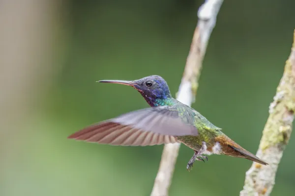 File:Blue-headed sapphire (Chrysuronia grayi) in flight Sumaco.jpg