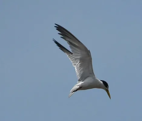 File:Sternula superciliaris.jpg