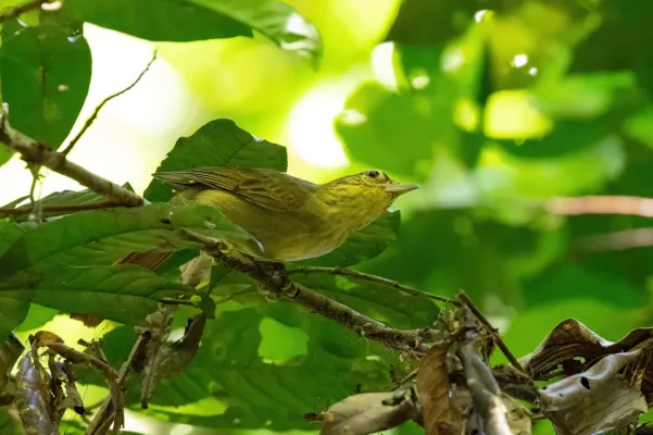 File:Anabacerthia ruficaudata - Estancia Bello Horizonte, Peru - 2.jpg