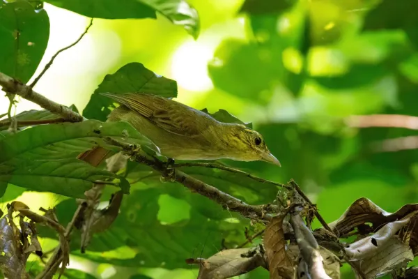 File:Anabacerthia ruficaudata - Estancia Bello Horizonte, Peru - 1.jpg
