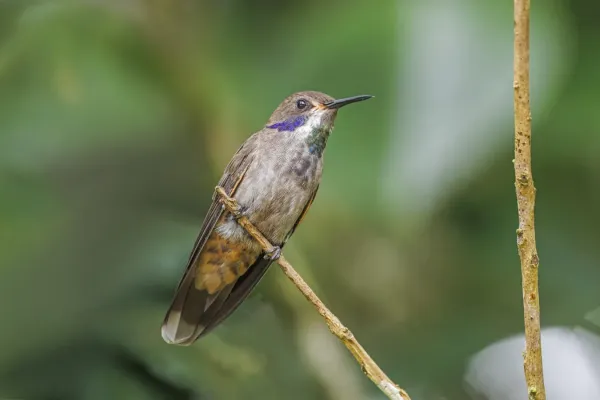 File:Brown violetear (Colibri delphinae) Sumaco.jpg
