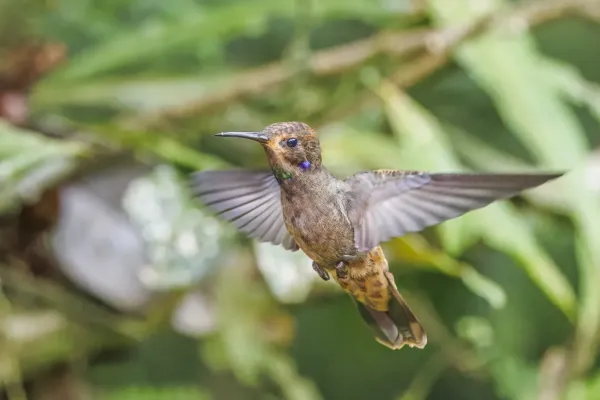 File:Brown violetear (Colibri delphinae) in flight Sumaco.jpg