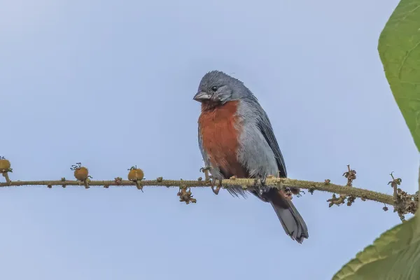 File:Chestnut-bellied seedeater (Sporophila castaneiventris) male Sumaco.jpg