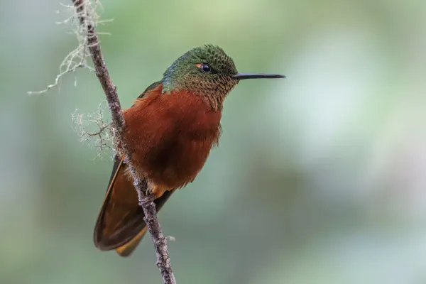File:Chestnut-breasted coronet (Boissonneaua matthewsii) San Isidro.jpg