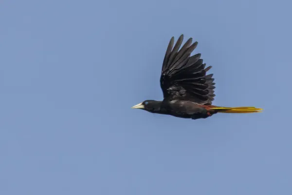 File:Crested oropendola (Psarocolius decumanus decumanus) in flight Sumaco.jpg