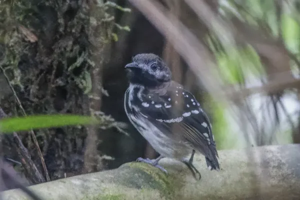 File:Dot-backed antbird (Hylophylax punctulatus) male Rio Napo.jpg
