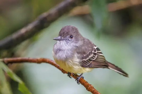 File:Dusky-capped flycatcher (Myiarchus tuberculifer atriceps) San Isidro.jpg