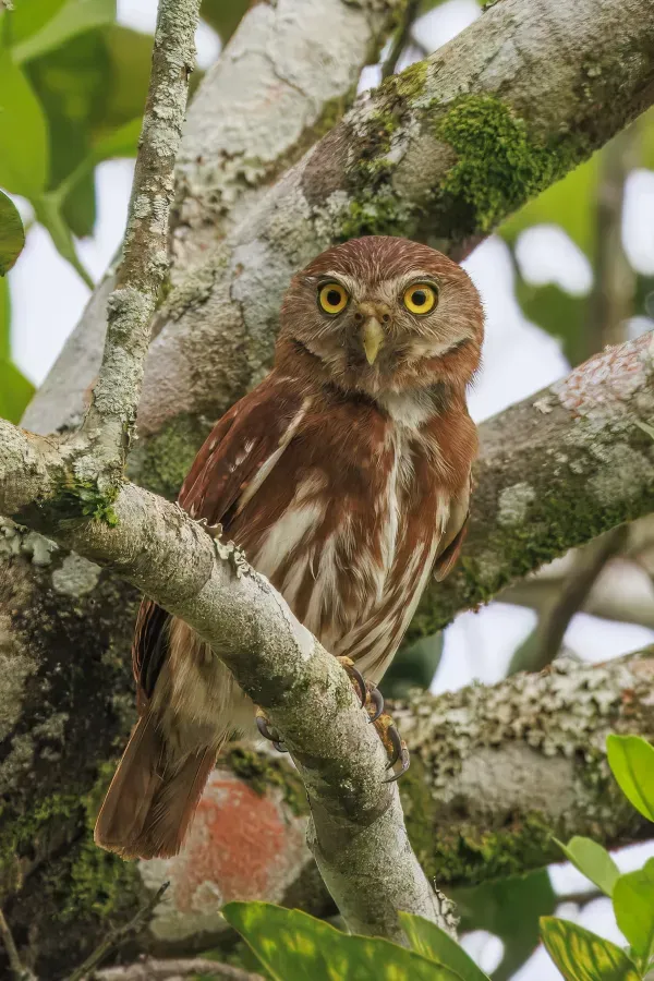 File:Ferruginous pygmy-owl (Glaucidium brasilianum ucayalae) rufous morph Sumaco.jpg