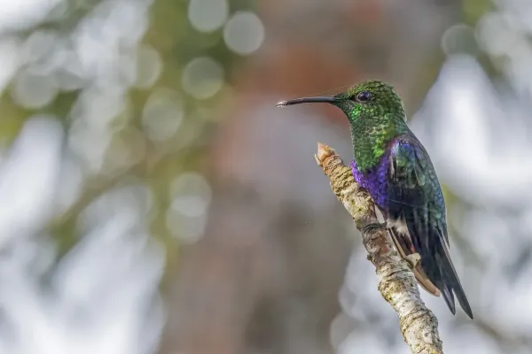 File:Fork-tailed woodnymph (Thalurania furcata viridipectus) male Rio Napo.jpg