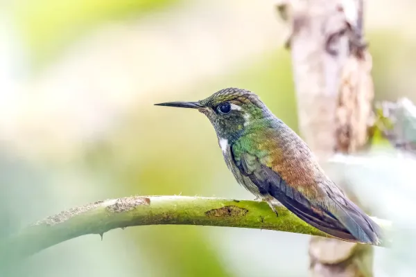 File:Geoffroy's daggerbill (Schistes geoffroyi geoffroyi) male San Isidro.jpg