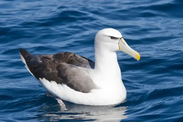 File:Thalassarche cauta - SE Tasmania.jpg