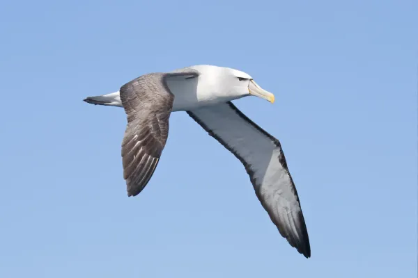 File:Thalassarche cauta in flight - SE Tasmania.jpg
