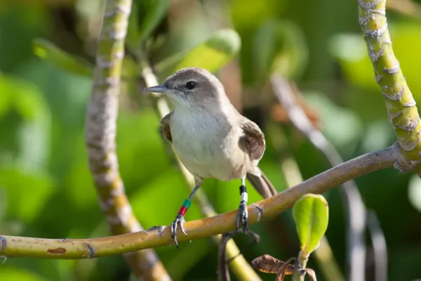 File:Acrocephalus familiaris -Laysan, Northwestern Hawaiian Islands, USA-8.jpg