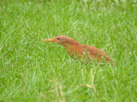 File:Cinnamon Bittern Botaurus cinnamomeus best DSCN7105 (8).jpg