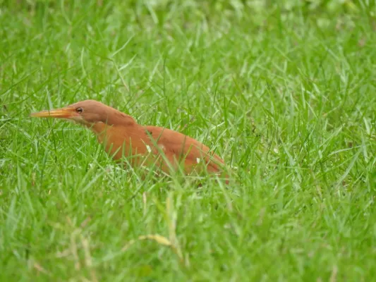 File:Cinnamon Bittern Botaurus cinnamomeus best DSCN7105 (9).jpg