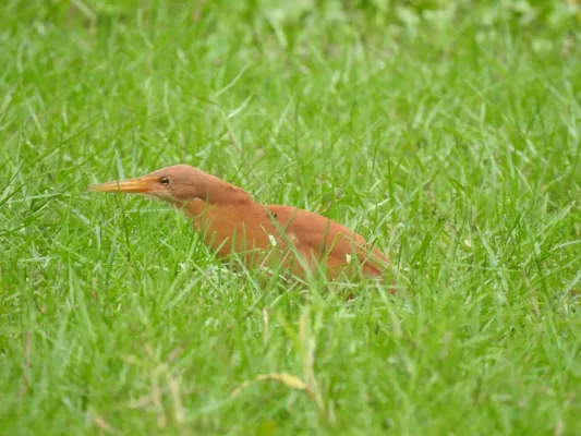 File:Cinnamon Bittern Botaurus cinnamomeus best DSCN7105 (10).jpg
