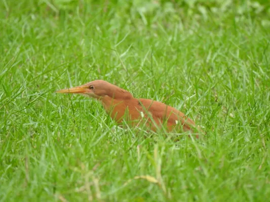 File:Cinnamon Bittern Botaurus cinnamomeus best DSCN7105 (11).jpg