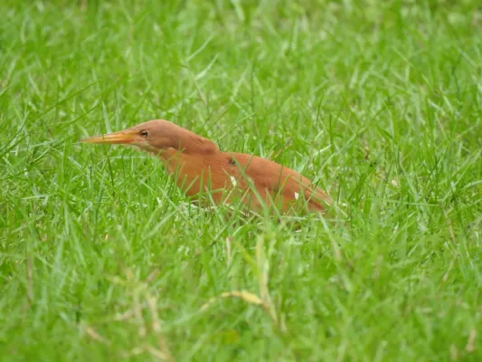 File:Cinnamon Bittern Botaurus cinnamomeus best DSCN7105 (12).jpg