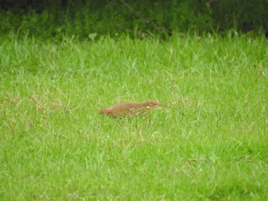 File:Cinnamon bittern Botaurus cinnamomeus immature best DSCN7150 (8).jpg