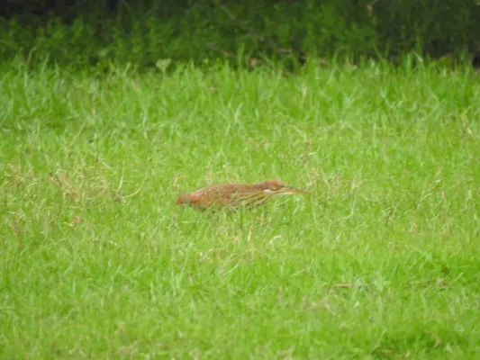 File:Cinnamon bittern Botaurus cinnamomeus immature best DSCN7150 (9).jpg