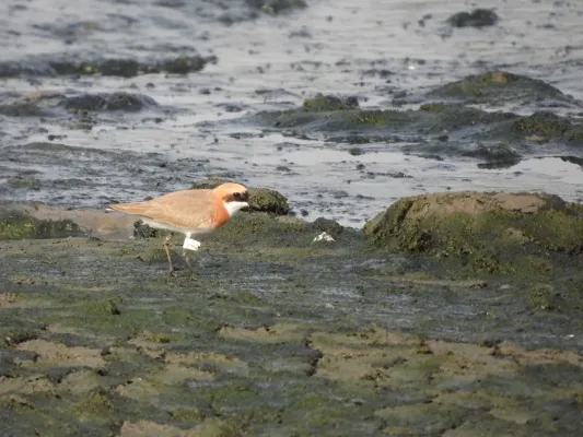 File:Tibetan Sand Plover Anarhynchus atrifrons DSCN4277 01.jpg