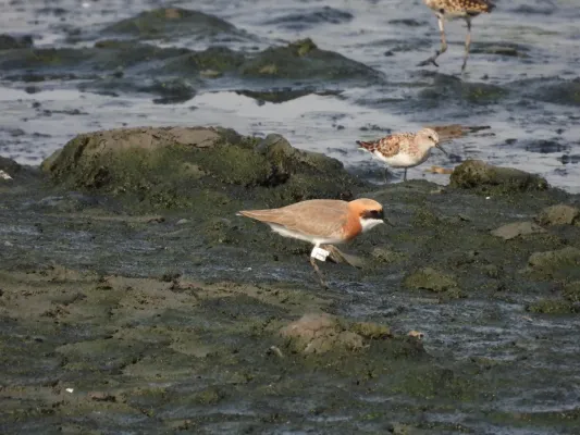 File:Tibetan Sand Plover Anarhynchus atrifrons DSCN4277 03.jpg