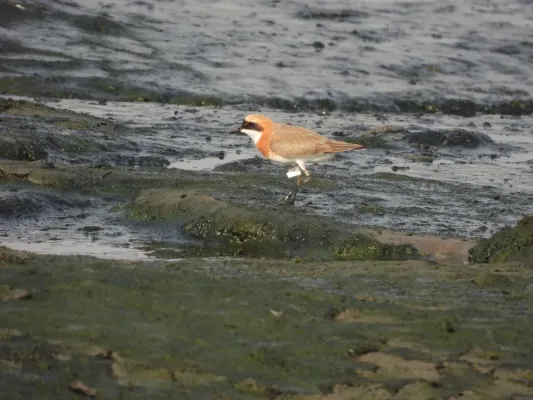 File:Tibetan Sand Plover Anarhynchus atrifrons DSCN4277 04.jpg
