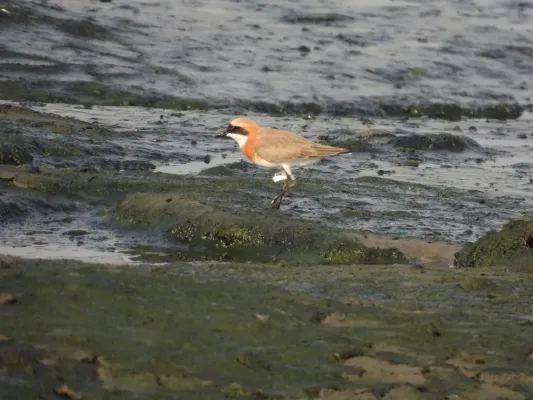 File:Tibetan Sand Plover Anarhynchus atrifrons DSCN4277 05.jpg