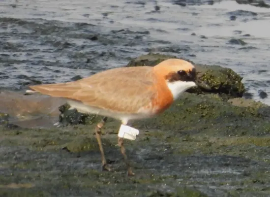 File:Tibetan Sand Plover Anarhynchus atrifrons DSCN4277 06.jpg