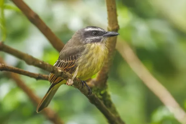 File:Golden-bellied flycatcher (Myiodynastes hemichrysus minor) San Isidro.jpg