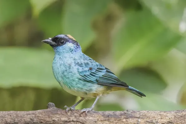 File:Golden-naped tanager (Chalcothraupis ruficervix leucotis) Paz de las Aves.jpg