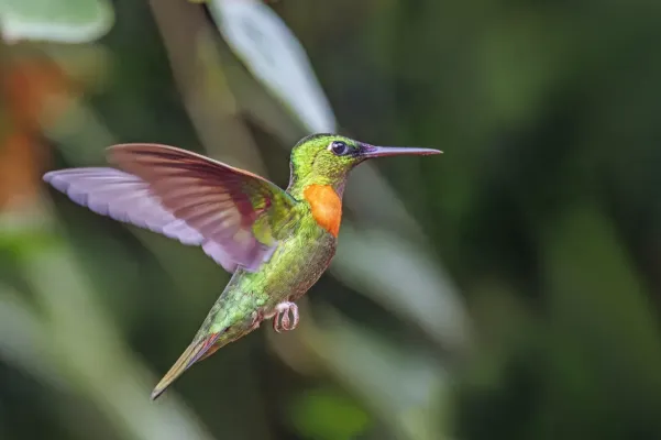 File:Gould's jewelfront (Heliodoxa aurescens) male in flight Sumaco.jpg