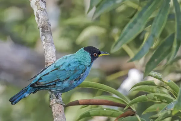File:Green honeycreeper (Chlorophanes spiza caerulescens) male Rio Napo.jpg